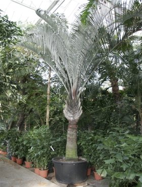 Neodypsis decaryi (Dreieckpalme) TopfØ10cm Höhe40-60cm