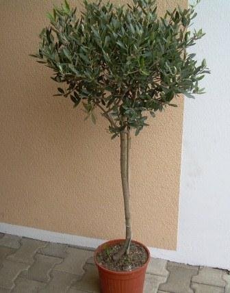 Olea europaea (Olivenbaum) Stamm TopfØ20cm Höhe120cm