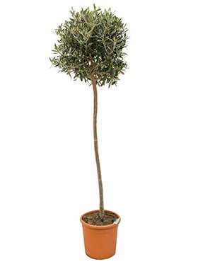 Olea europaea (Olivenbaum) Stamm TopfØ26cm Höhe150cm