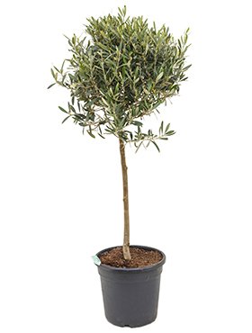 Olea europaea (Olivenbaum) Stamm TopfØ26cm Höhe150cm