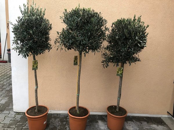 Olea europaea (Olivenbaum) Stamm TopfØ40cm Höhe180cm