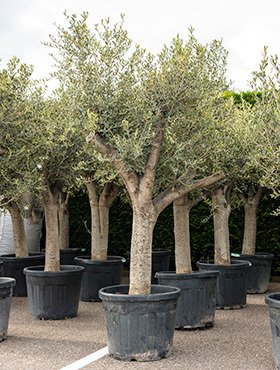 Olea europaea (Olivenbaum) Verzweigt TopfØ55cm Höhe200cm