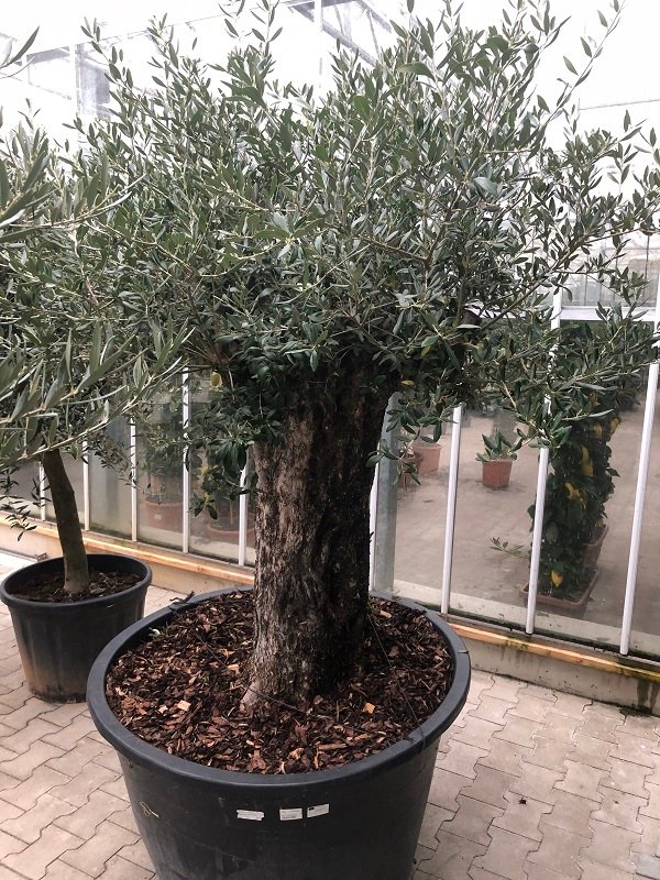 Olea europaea (Olivenbaum) Stamm Verzweigt TopfØ90cm Höhe230-250cm