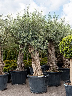 Olea europaea (Olivenbaum) Stamm Verzweigt TopfØ90cm Höhe230-250cm