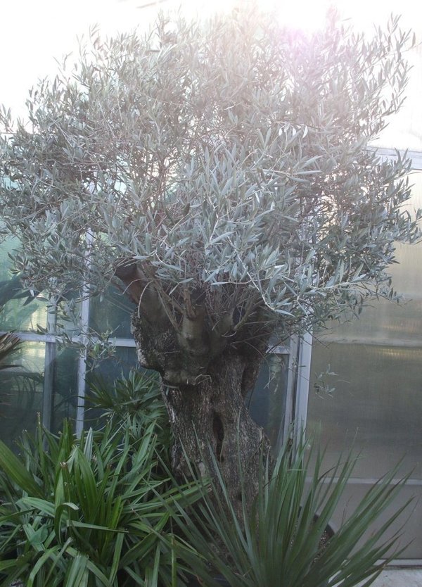Olea europaea (Olivenbaum) Bonsai TopfØ120cm Höhe300cm