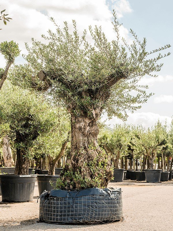 Olea europaea (Olivenbaum) Bonsai Top125cm Höhe280cm