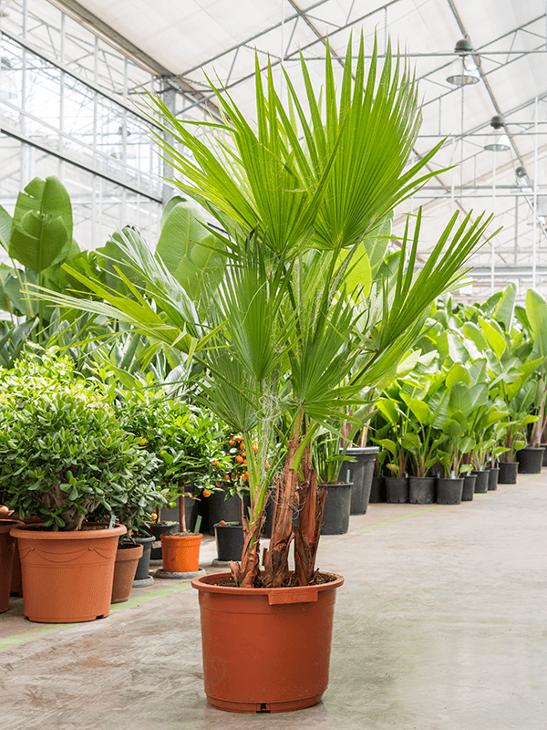 Washingtonia robusta (Petticoat-Palme) Multi Stamm TopfØ35cm Höhe150cm