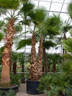 Washingtonia robusta (Petticoat-Palme) Multi Stamm TopfØ35cm Höhe150cm