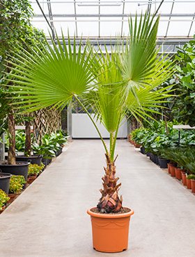 Washingtonia robusta (Petticoat Palme) Topf 12 cm Höhe 80cm