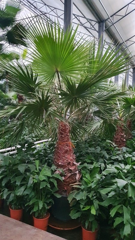 Washingtonia robusta (Petticoat-Palme) 1Stamm TopfØ50cm Höhe280cm