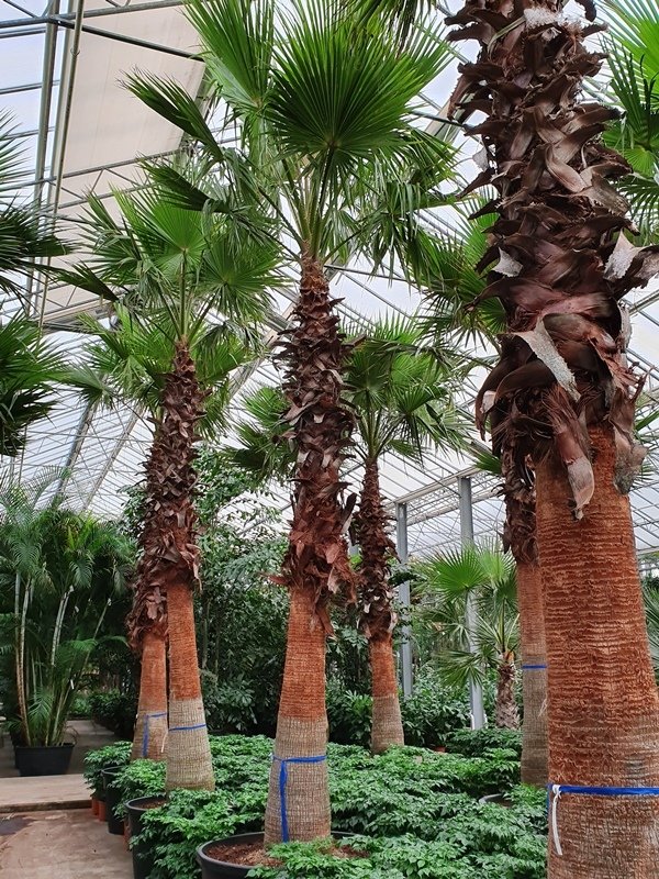 Washingtonia robusta (Petticoat Palme) Topf 12 cm Höhe 80cm
