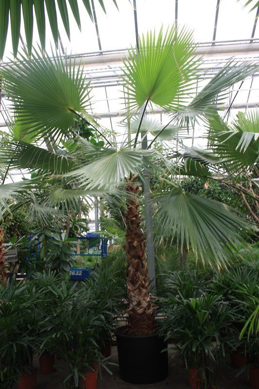 Washingtonia robusta (Petticoat-Palme) 1Stamm TopfØ105cm Höhe675cm