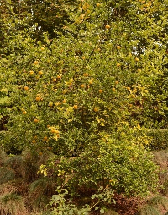 Passauer Goldpomeranze (Poncirus trifoliata) pot60cm hight260cm