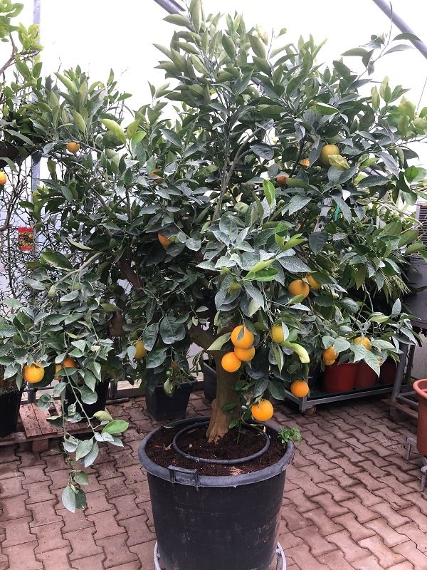 Citrus sinensis (Apfelsine, Orange) Topf50cm Höhe200-220cm
