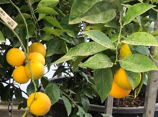 Citrus sinensis (Apfelsine, Orange) Topf70cm Höhe220+cm