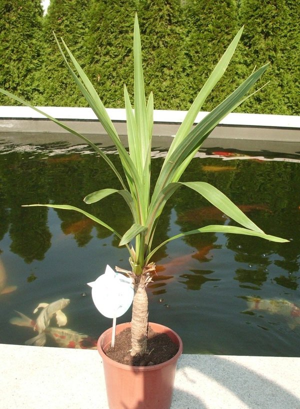 Cordylline australis (Grüne Keulenlilie) TopfØ12cm Höhe50-60cm