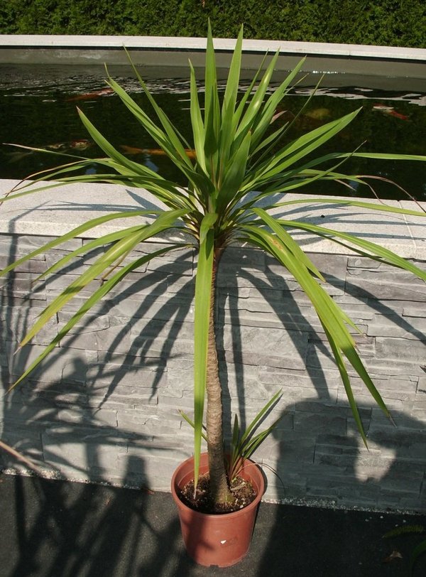 Cordylline australis (Grüne Keulenlilie) TopfØ12cm Höhe50-60cm