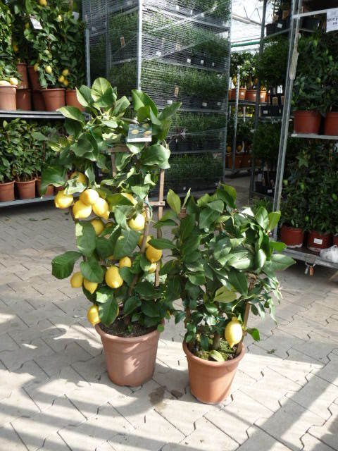 Citrus lemon (Zitrone) TopfØ35cm Höhe120-180cm