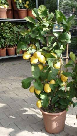 Citrus lemon (Zitrone) Spalier TopfØ35cm Höhe150-180cm