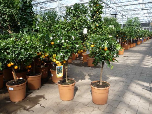Calamondin Orange/ (Citrus madurensis)  Topf17cm Höhe50-80cm