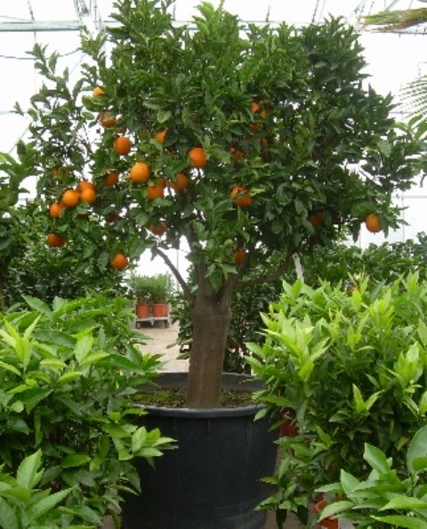 Citrus sinensis (Apfelsine, Orange) Topf90cm Höhe250cm