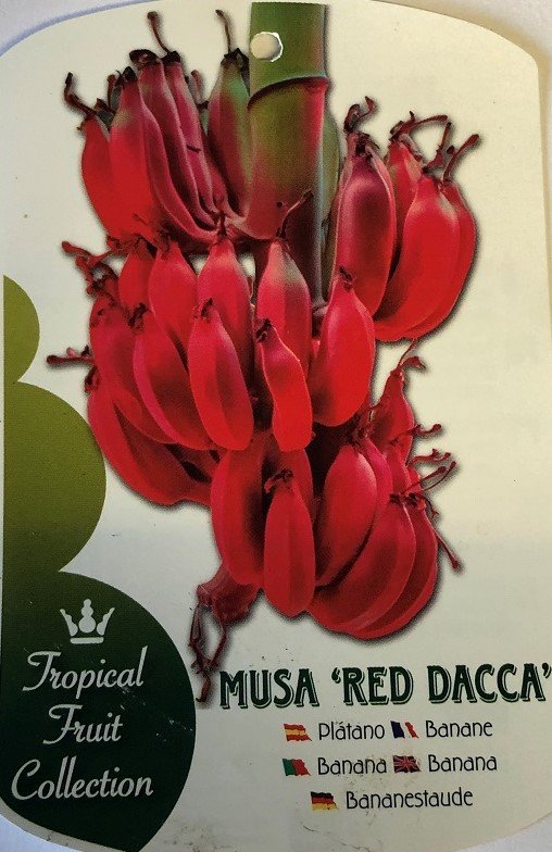 Musa Dwarf Red (Eßbare rote Banane) TopfØ12cm Höhe20-50cm