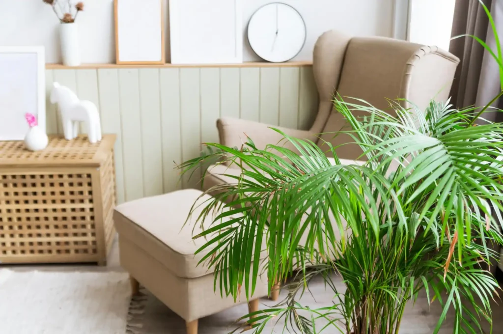 Zimmerpflanze im hellen Wohnzimmer schafft Ruhe, verbessert das Raumklima und ergänzt natürliche Einrichtung