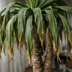 Yucca Blätter hängen schlaff herunter bei Wassermangel